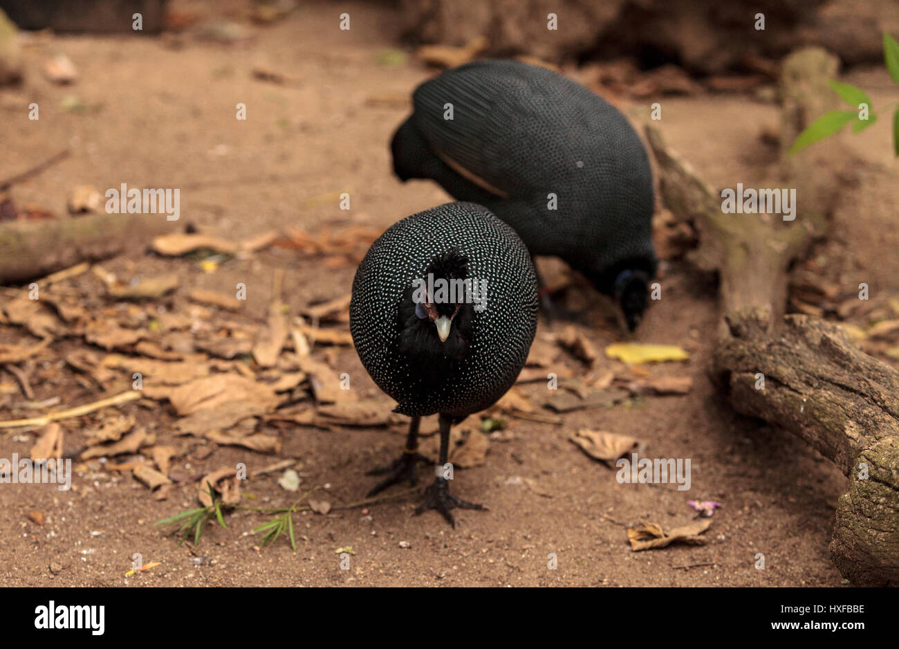 Eastern crested guineafowl called Guttera pucherani forage for food along the ground. Stock Photo