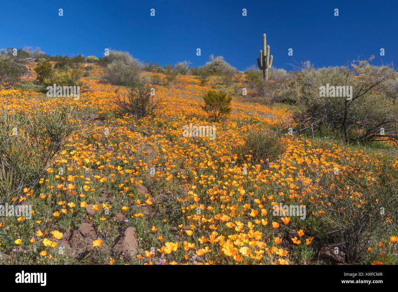 Mexican Gold poppies blooming in Peridot Mesa at the San Carlos Apache
