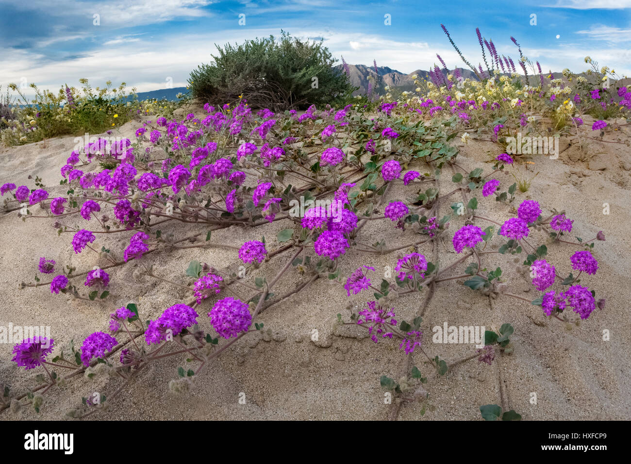 Desert sand verbena blooming in Anza-Borrego Desert State Park, California, USA 2017 Stock Photo