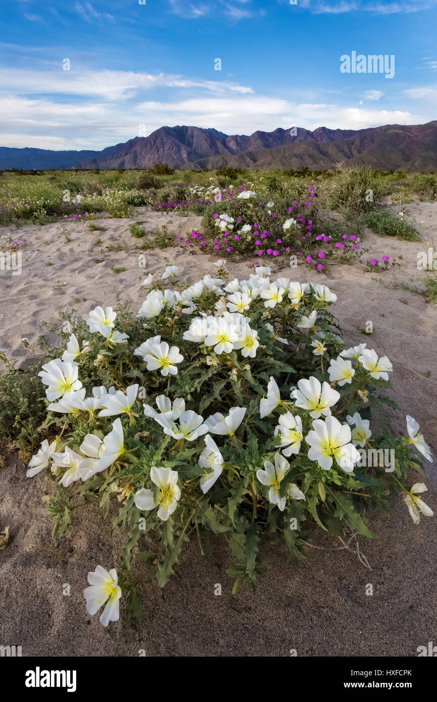 California desert wildflowers hi-res stock photography and images - Alamy