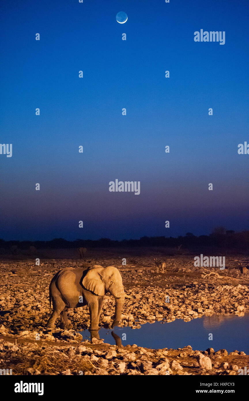 Elephants at dusk in Okaukuejo waterhole, Etosha National Park, Namibia Stock Photo