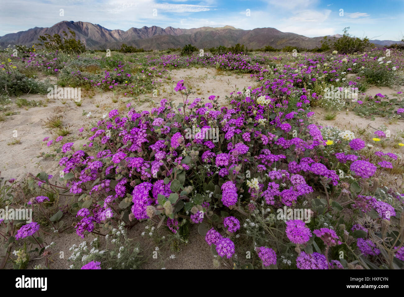 Desert Verbena blooming in Anza-Borrego Desert State Park, California, USA 2017 Stock Photo