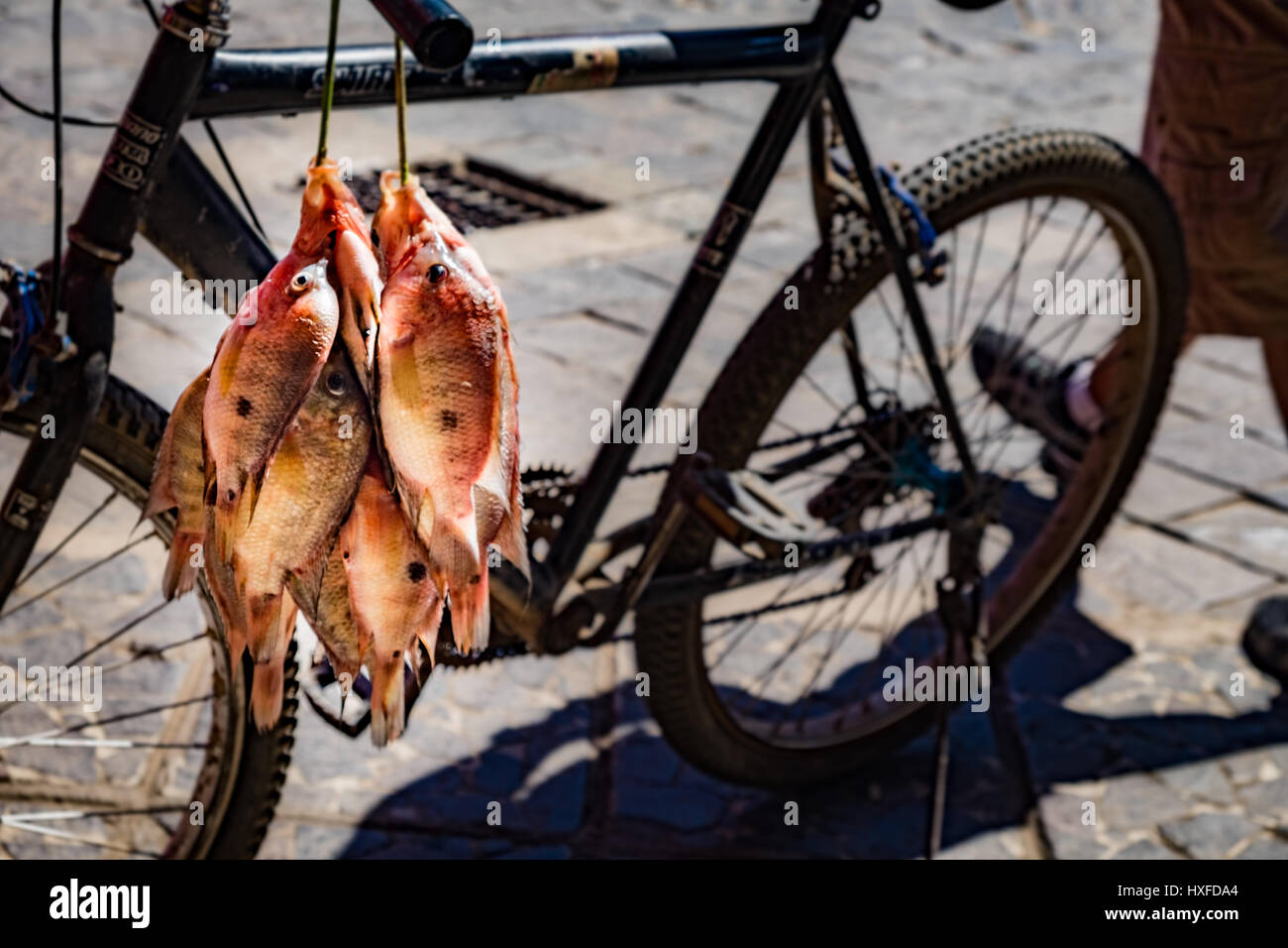 A local fisherman delivering fresh caught fish from Lake Nicaragua, on streets of Granada, Nicaragua Stock Photo