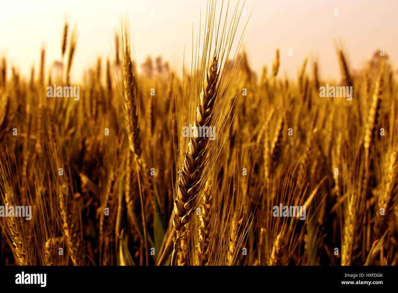 wheat crop Stock Photo