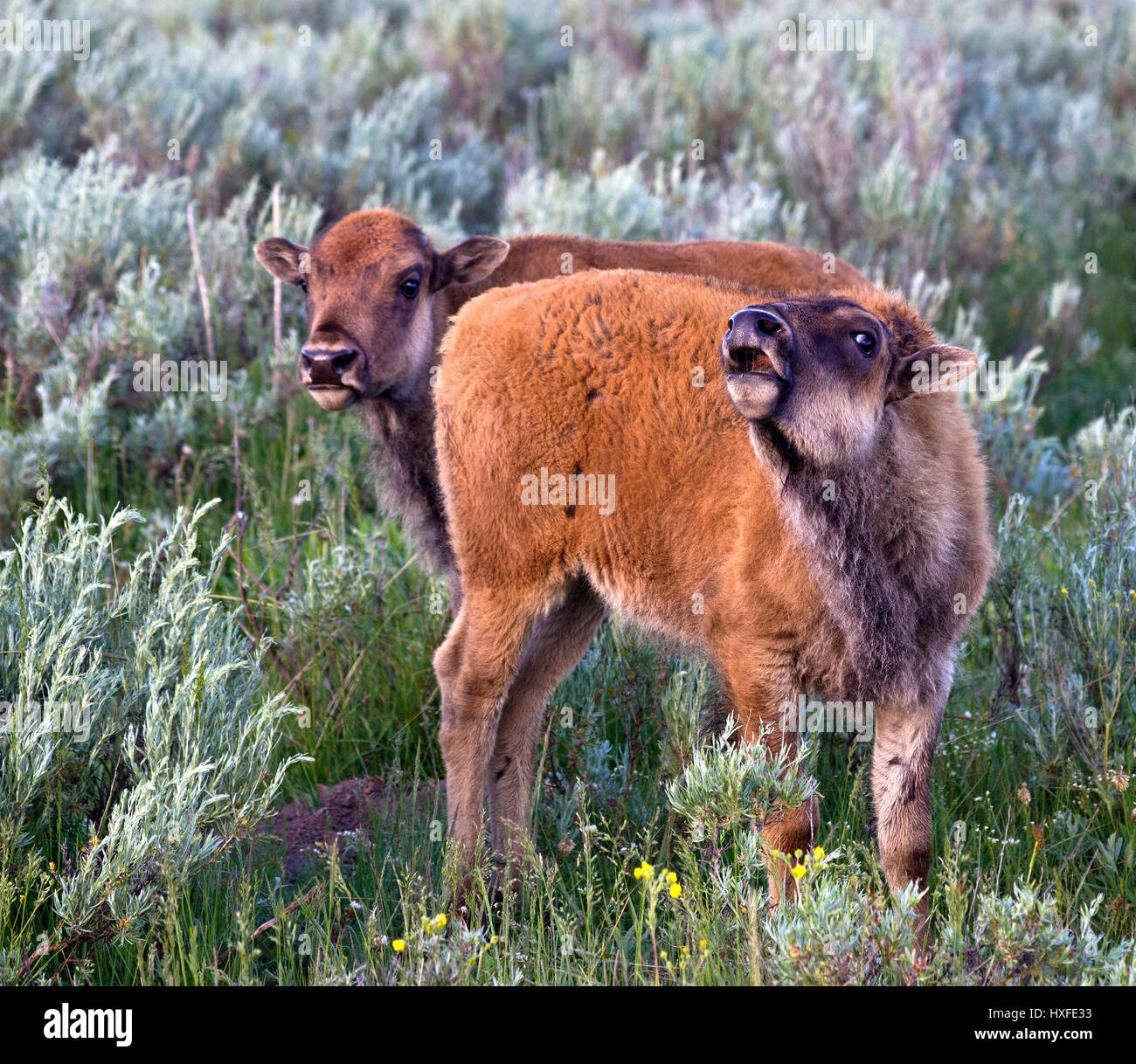 Cute baby buffalo hi-res stock photography and images - Alamy