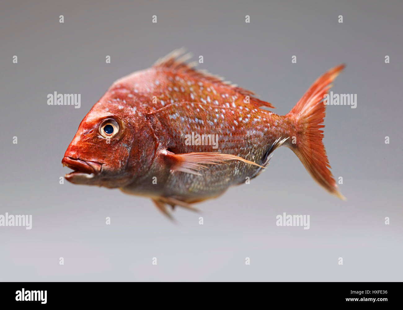 red snapper fish Stock Photo - Alamy