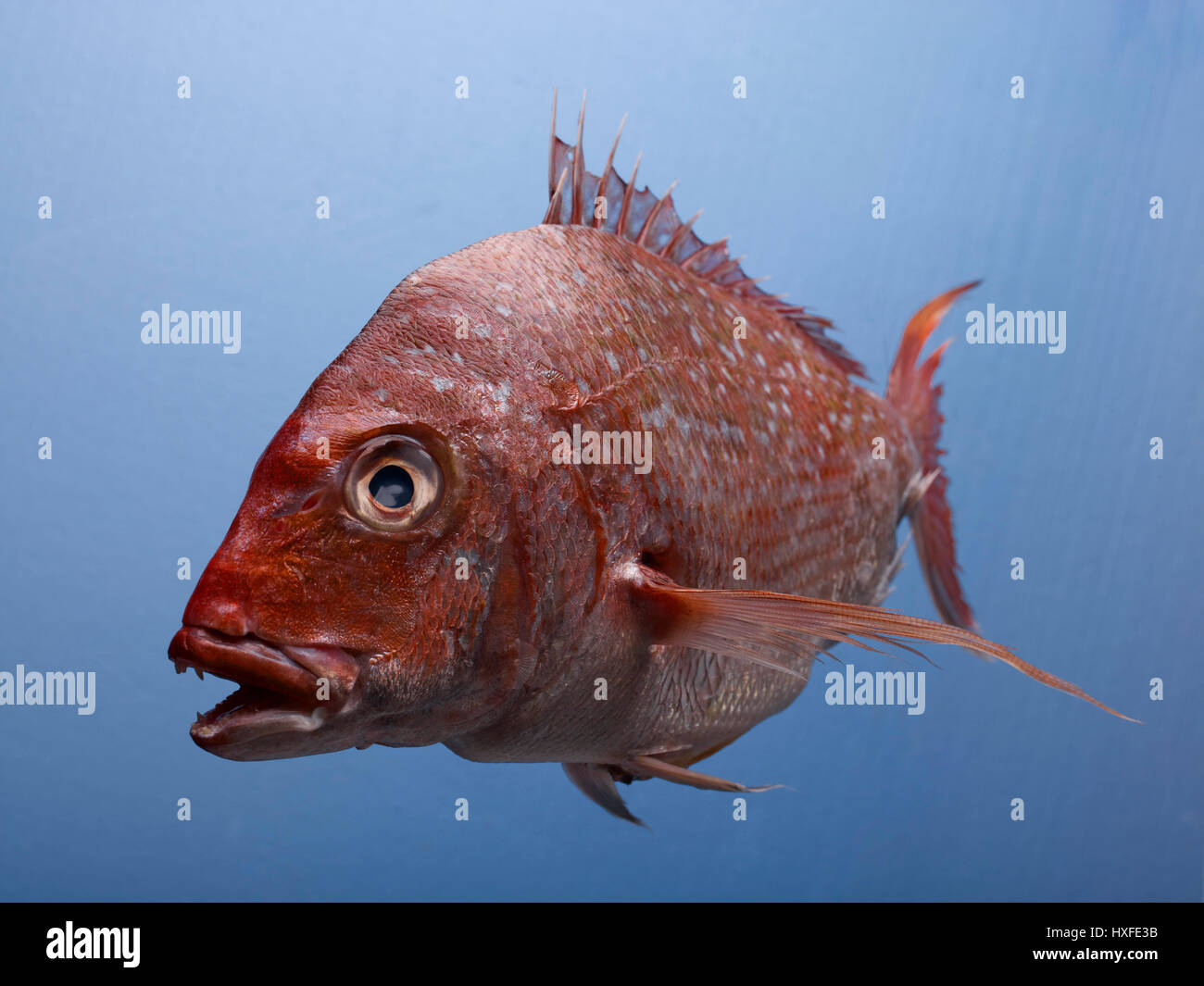 red snapper fish Stock Photo - Alamy