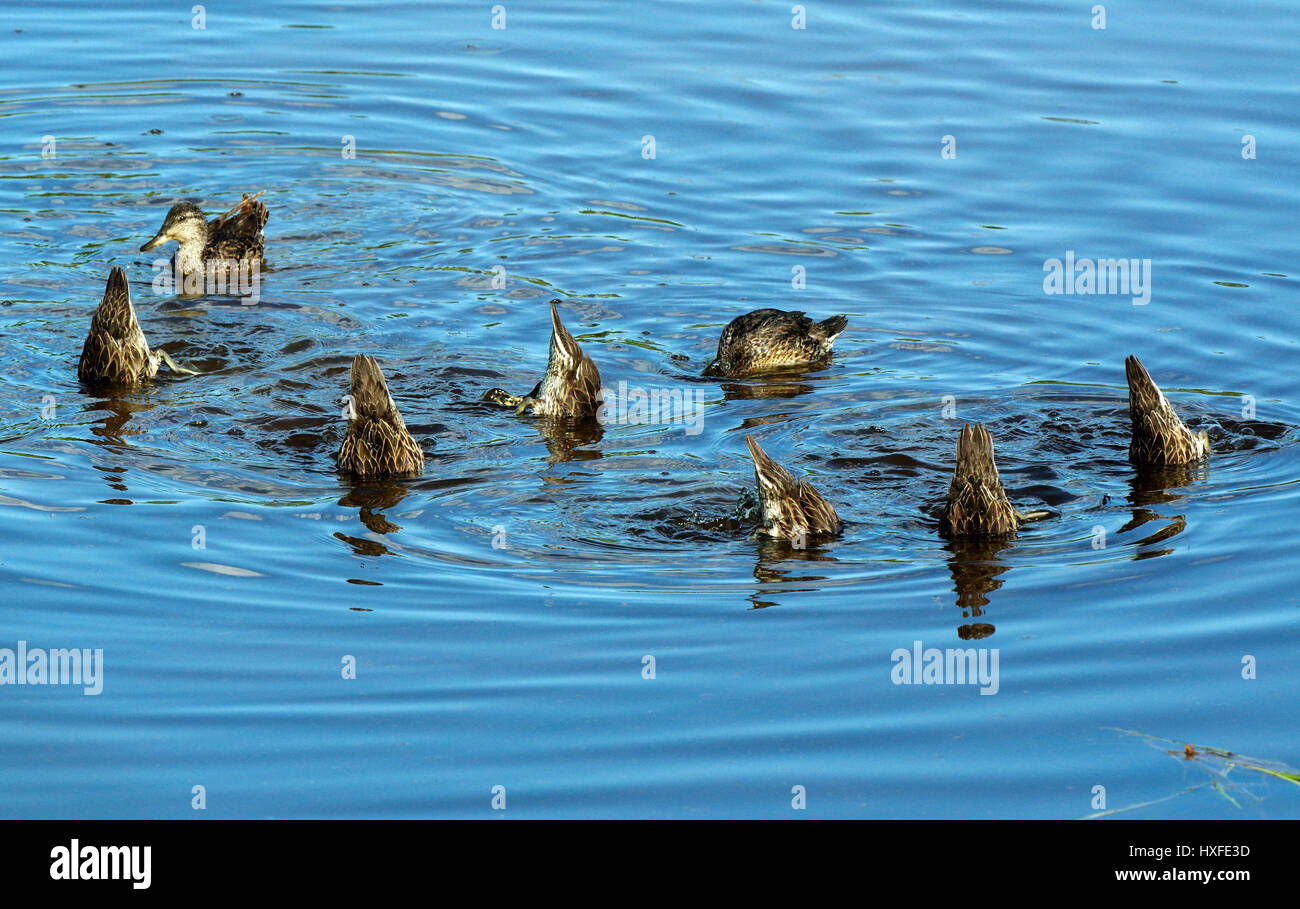 Female Mallard ducks dabbling in a pond, Yellowstone National Park, Wyoming, United States.  These ducks are tipping into the water to reach plants. Stock Photo