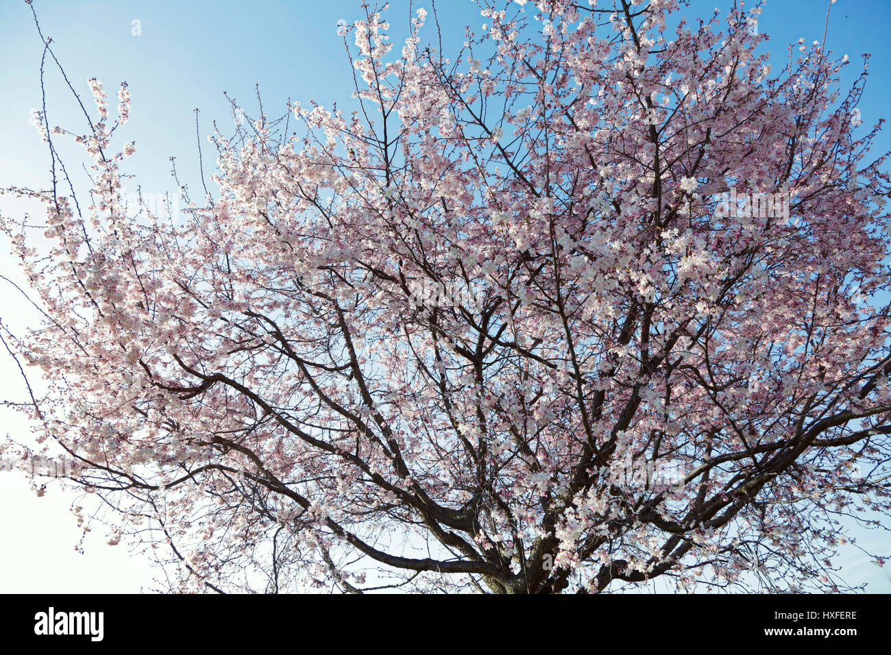 soft-and-beautiful-sakura-flowers-as-cherry-blossom-pink-and-white-in