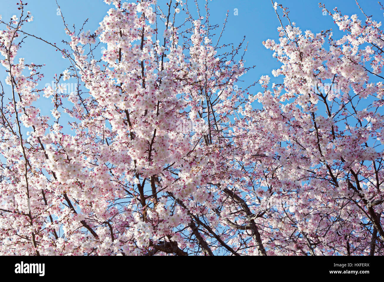 soft-and-beautiful-sakura-flowers-as-cherry-blossom-pink-and-white-in