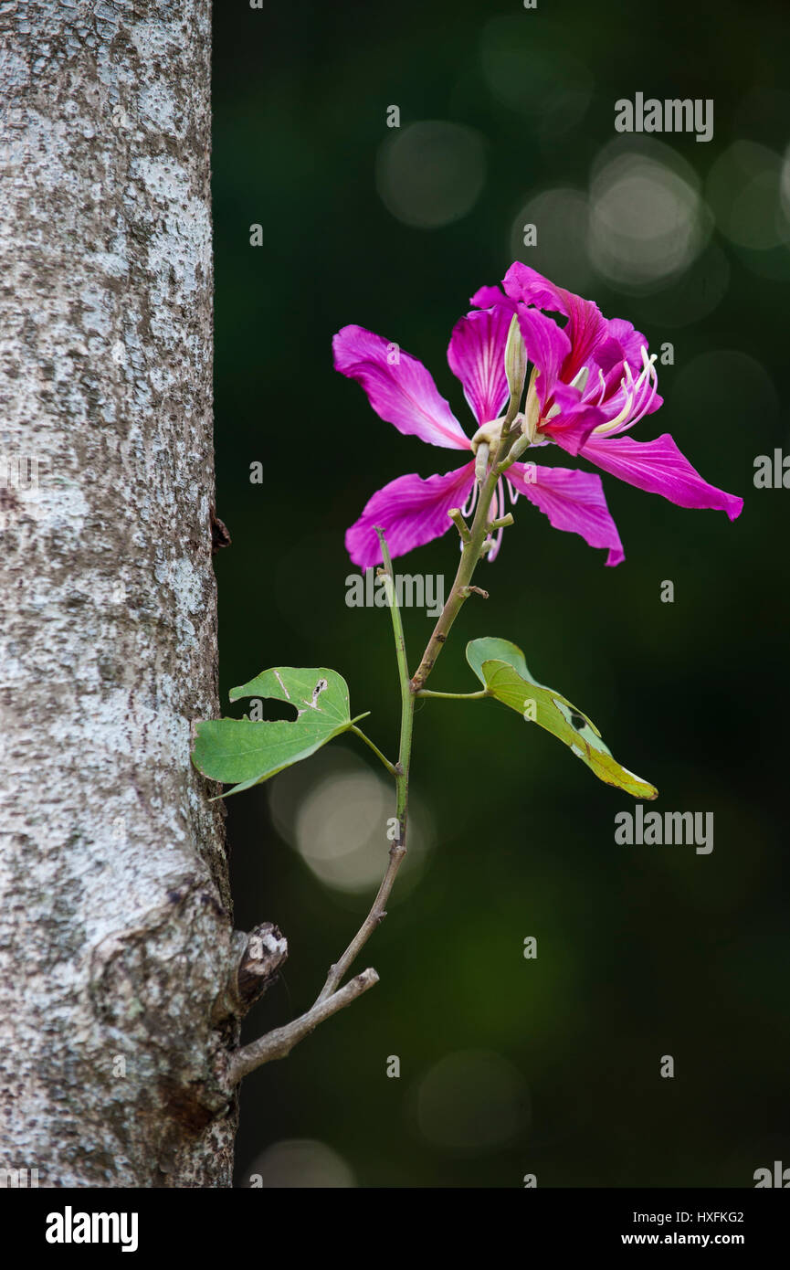 Bauhinia is a genus of more than 500 species of flowering plants in the subfamily Caesalpinioideae of the large flowering plant family  Fabaceae. Stock Photo