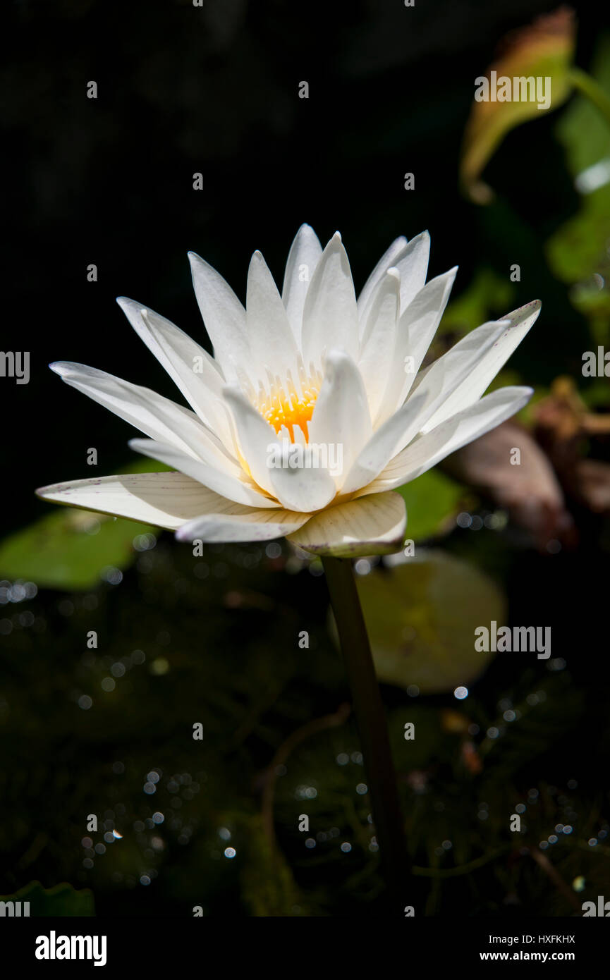 Nymphaeaceae is a family of flowering plants, commonly called water lilies. They live as rhizomatous aquatic herbs in temperate and tropical climates. Stock Photo