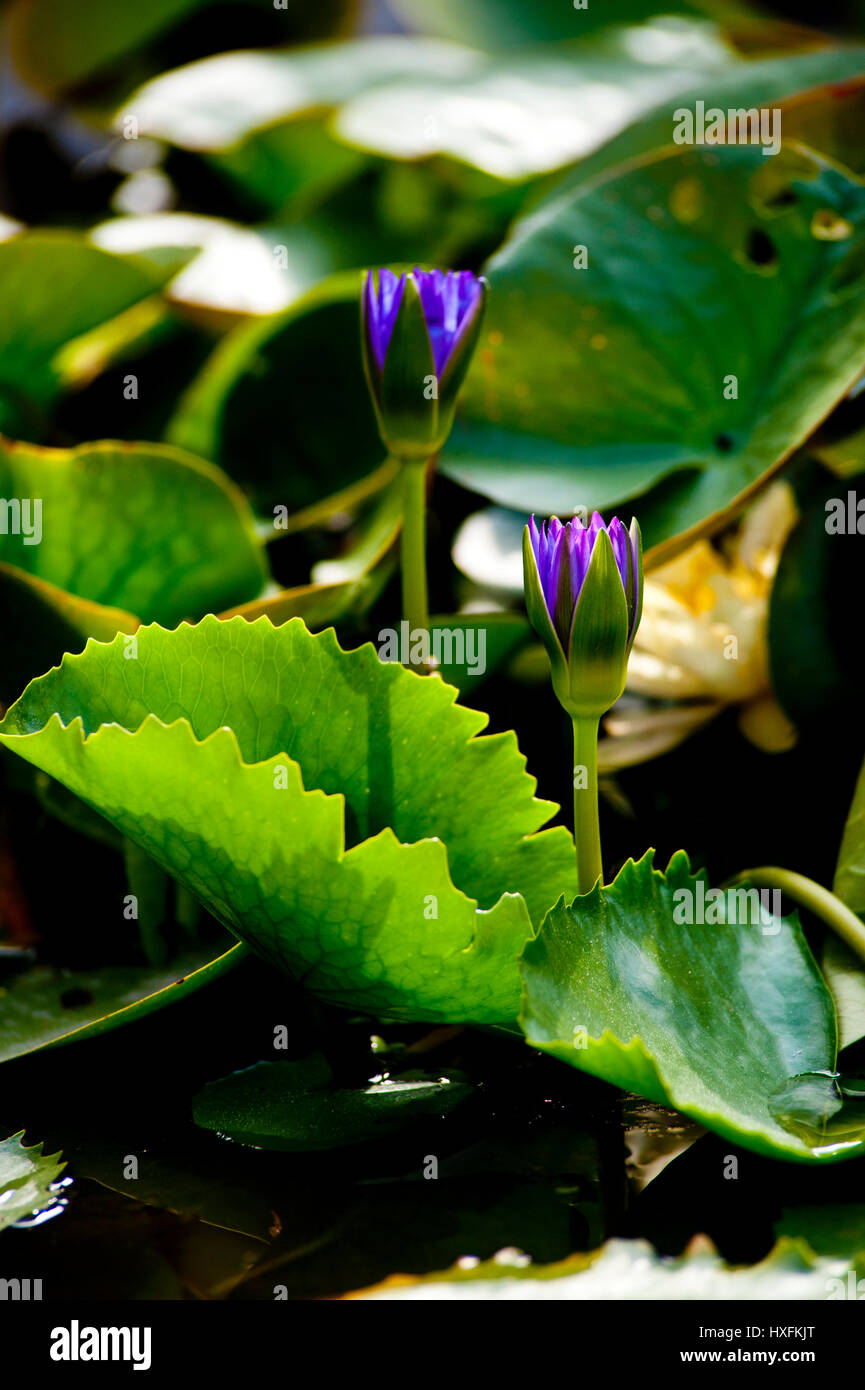 Nymphaeaceae is a family of flowering plants, commonly called water