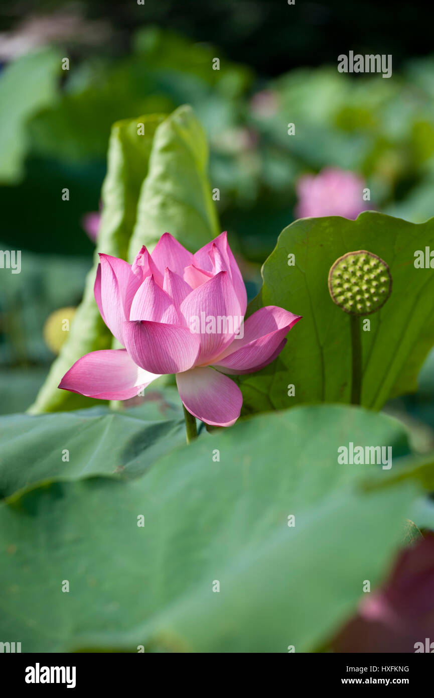 The Pink Lotus originated as a hybrid movement of Buddhism that
