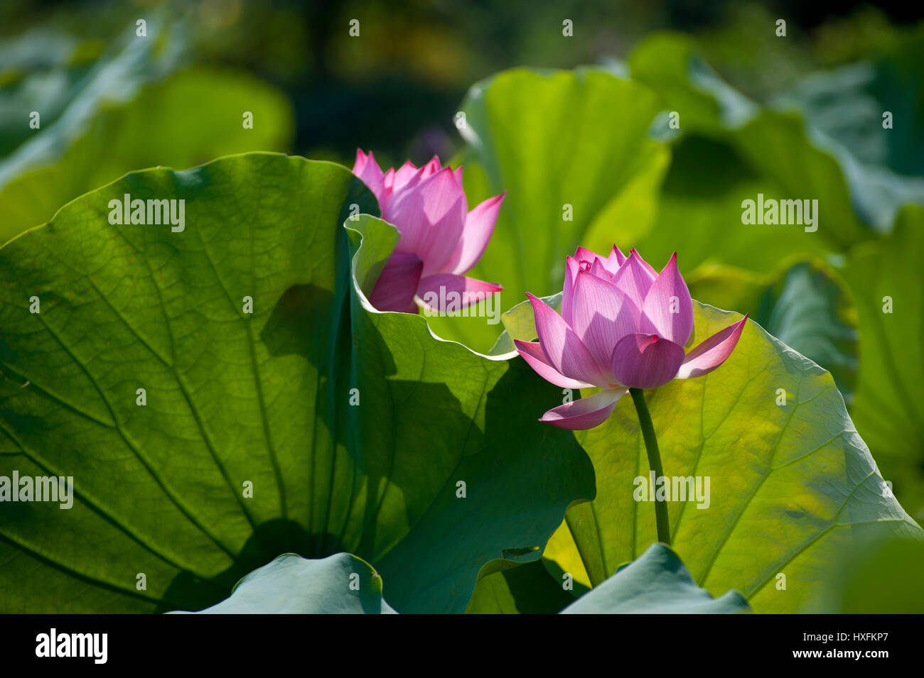 The Pink Lotus originated as a hybrid movement of Buddhism that ...