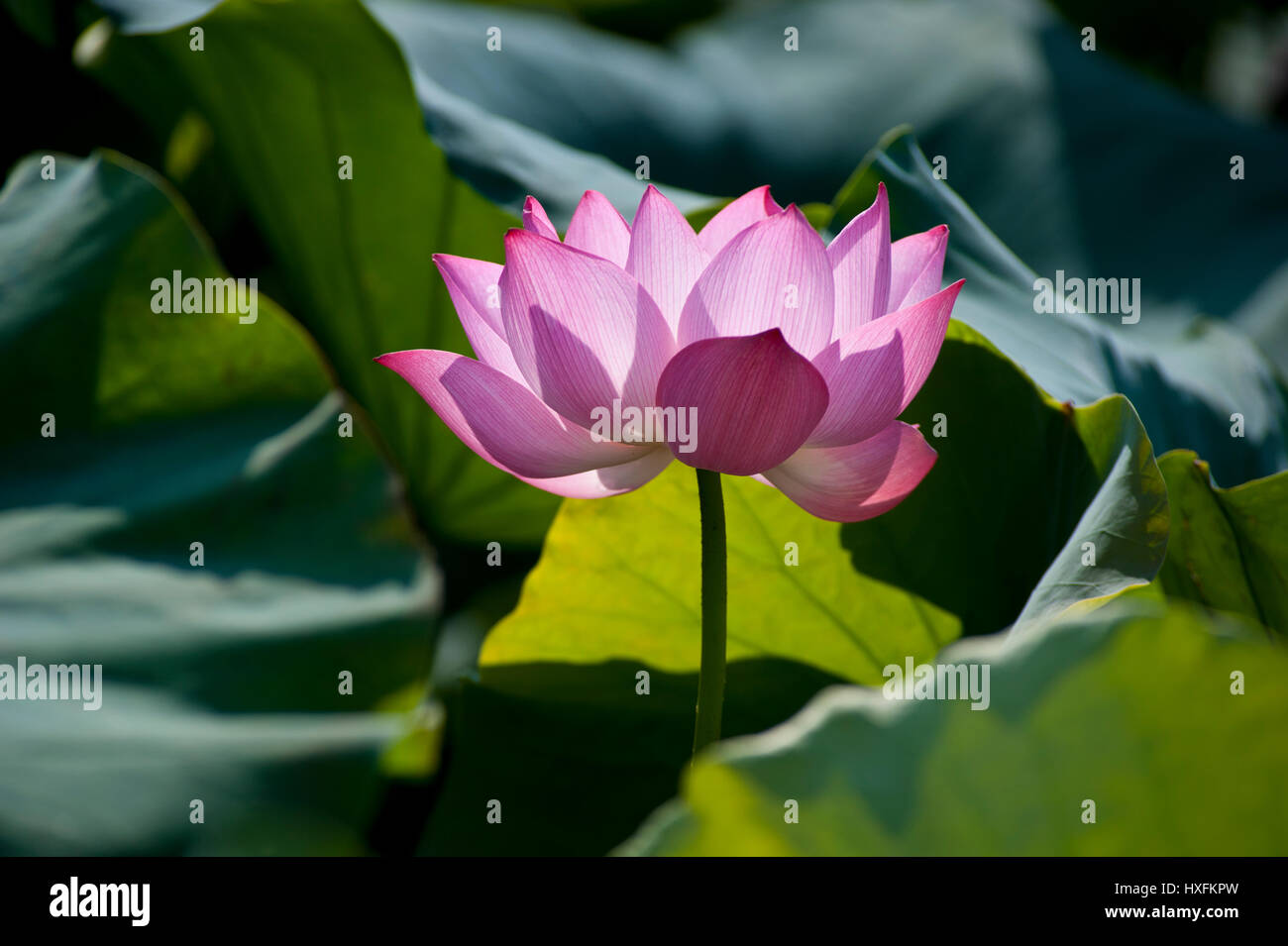 The Pink Lotus originated as a hybrid movement of Buddhism that