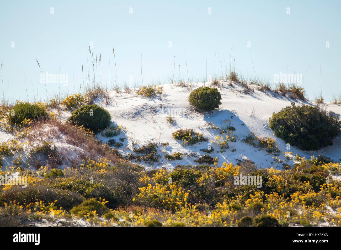 Sand dunes and natural habitat on Florida's Gulf Coast. Stock Photo