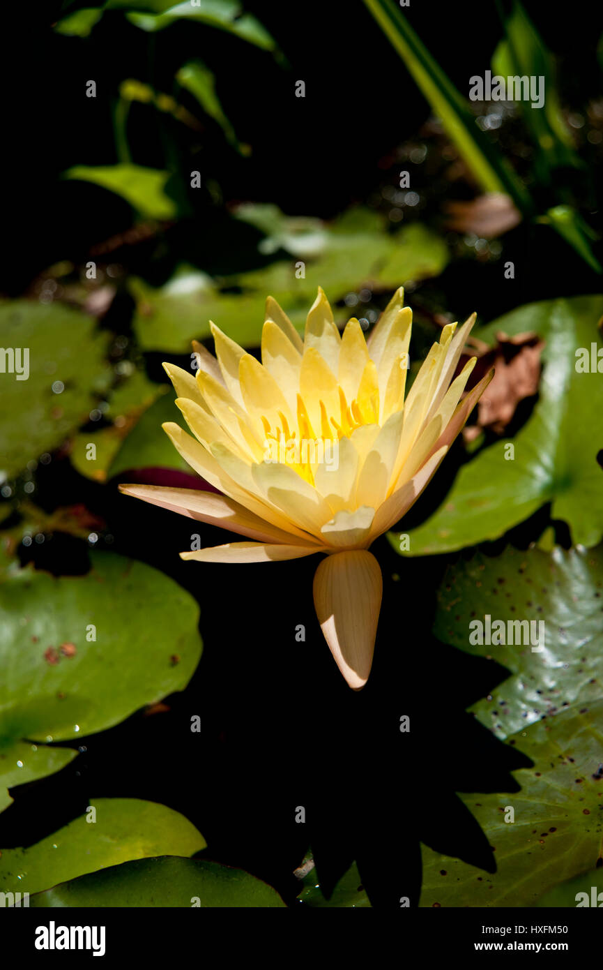 Nymphaeaceae is a family of flowering plants, commonly called water lilies. They live as rhizomatous aquatic herbs in temperate and tropical climates. Stock Photo