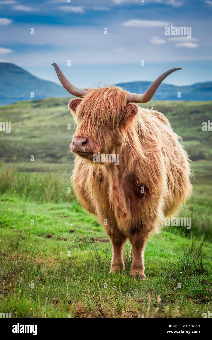 Grazing highland cow in Scotland, United Kingdom Stock Photo - Alamy