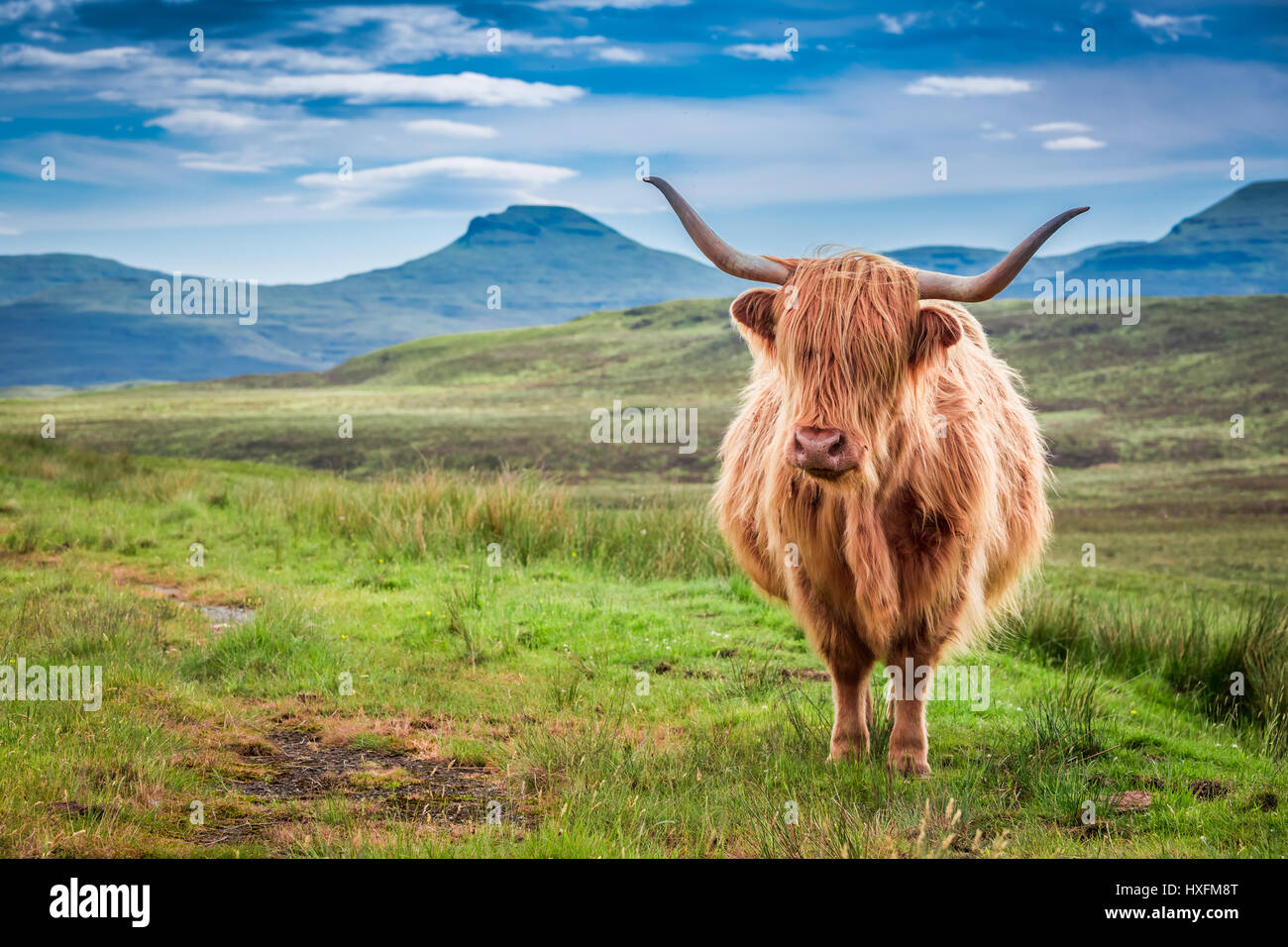 Grazing highland cow in Isle of Skye, Scotland Stock Photo - Alamy