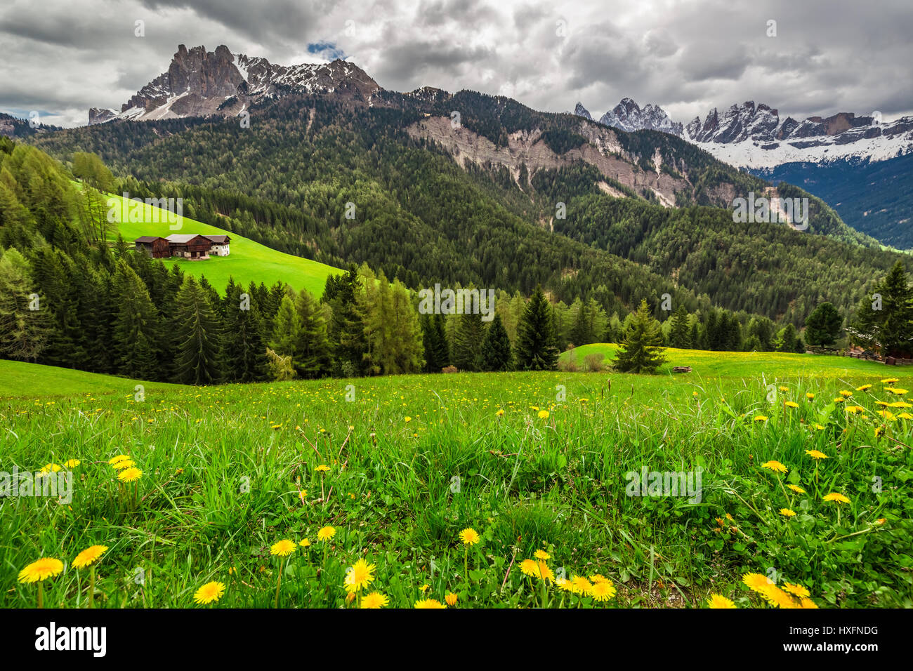Meadow with flowers on the background of the Dolomites Stock Photo - Alamy