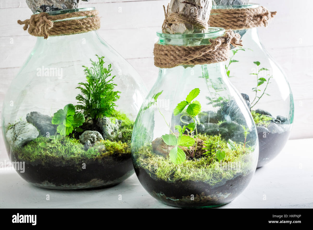 Stunning live plants in a jar with self ecosystem Stock Photo Alamy