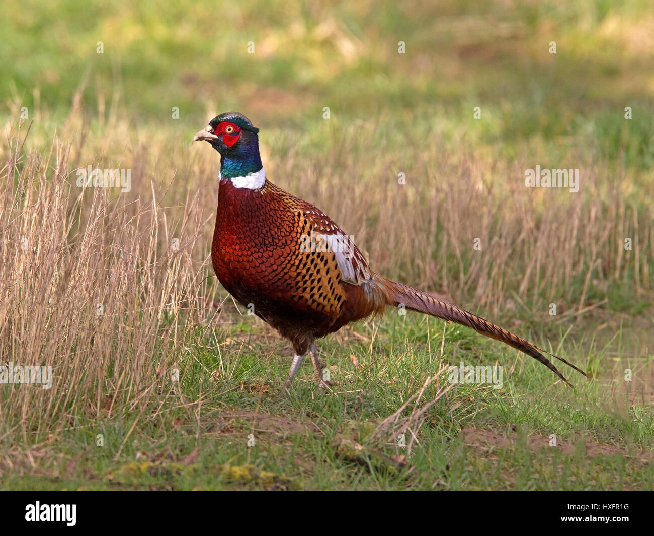 Male common pheasant Stock Photo