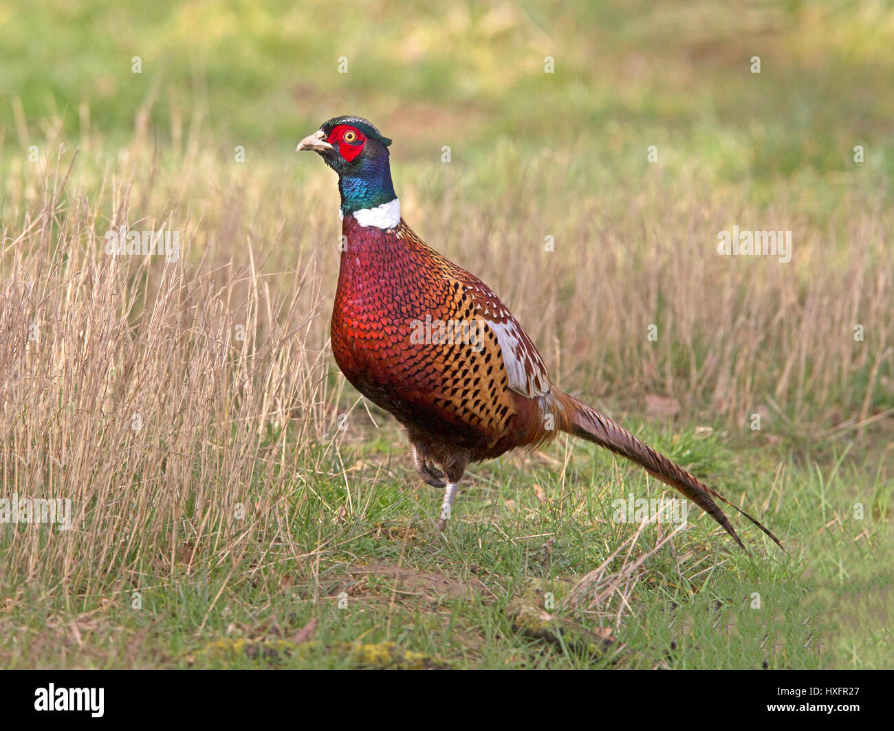 Pheasant Whisky Glasses - Pair main image 1