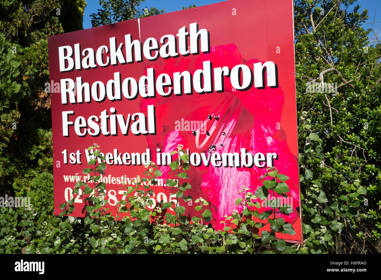 The Blackheath Village Rhododendron festival is held each November in this Blue Mountains village,New south wales,Australia Stock Photo