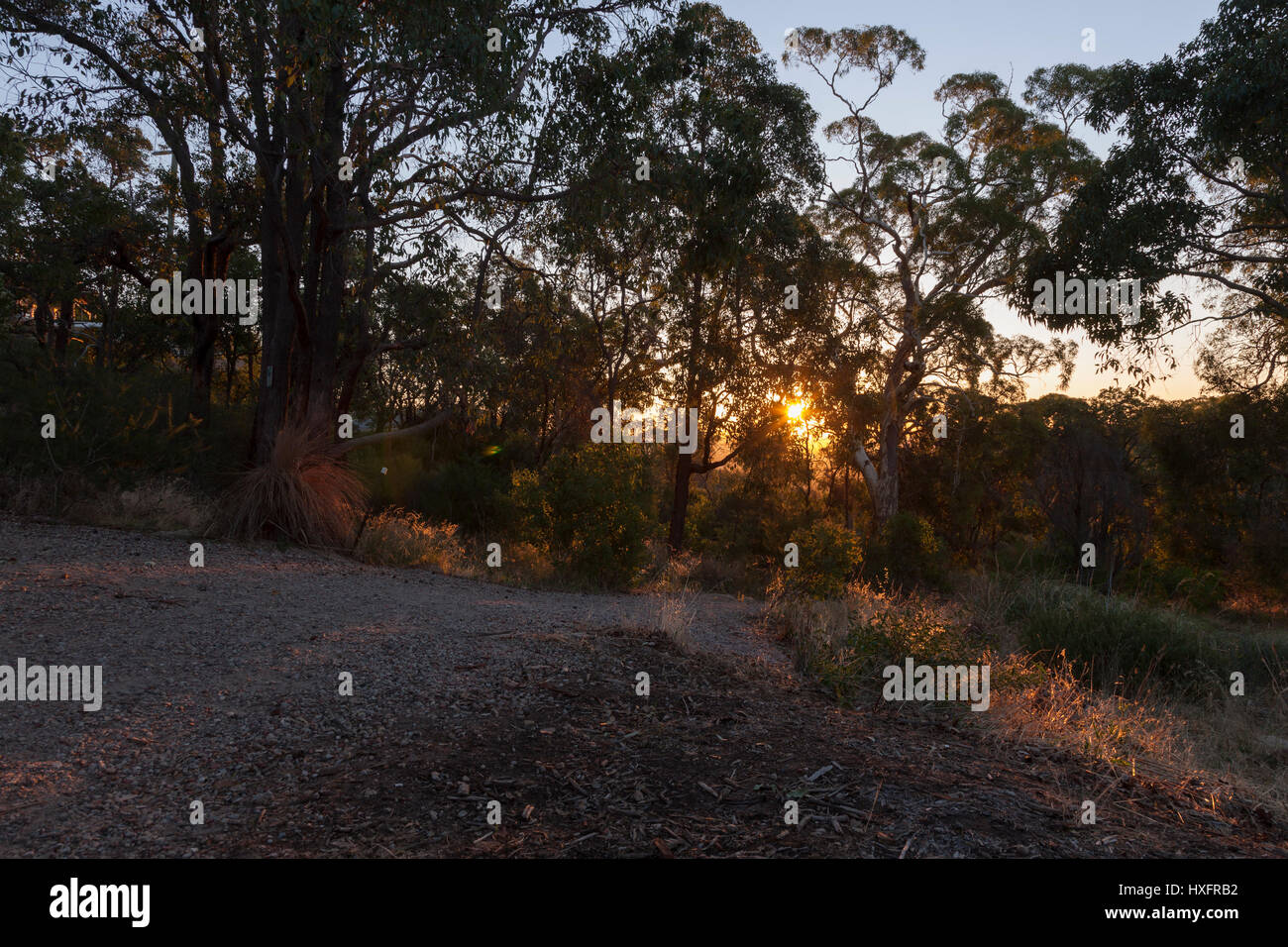 Lesmurdie National Park, Perth, West Australia. Sunset shining through