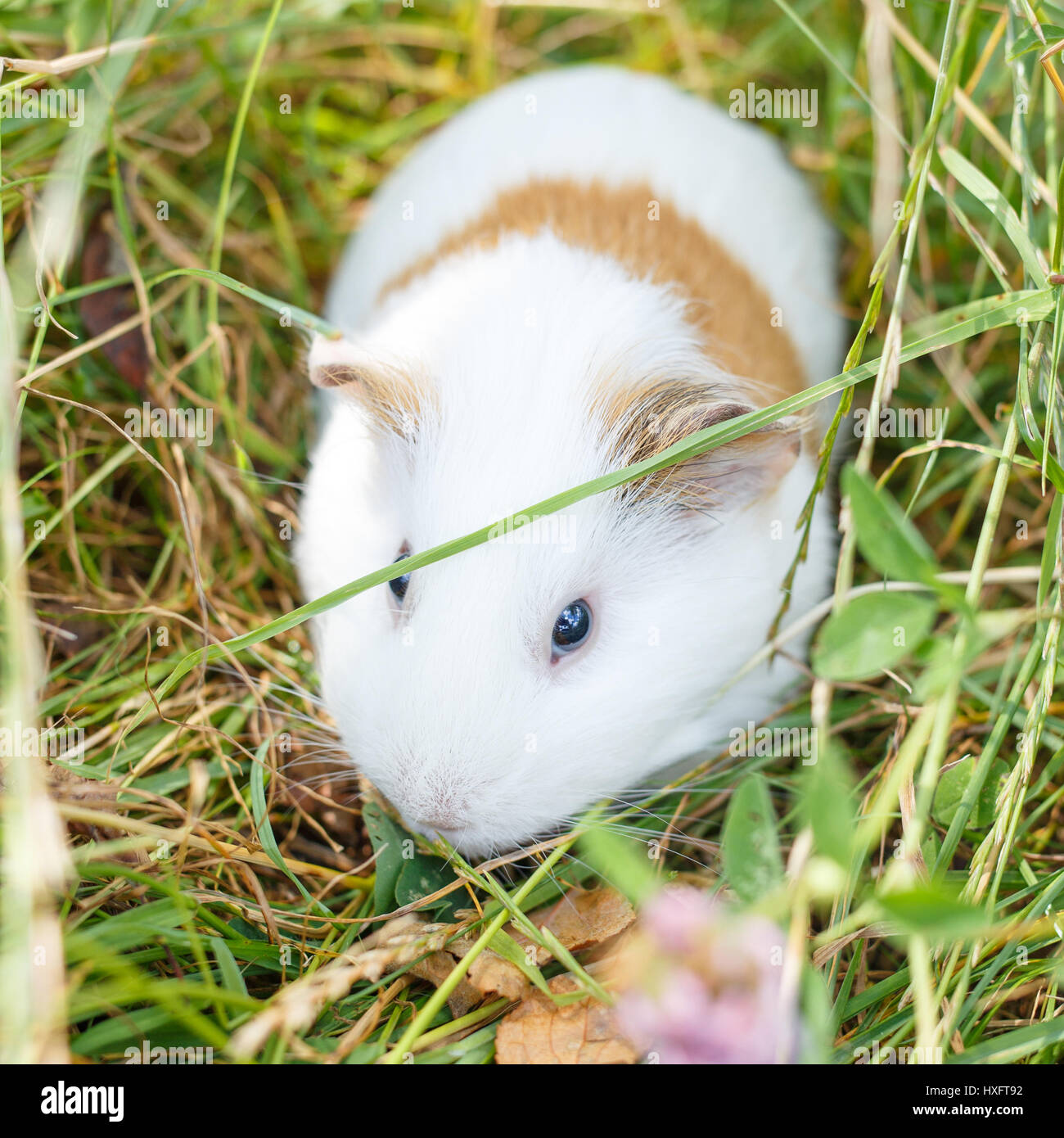 Cute white guinea pig eating grass in park Stock Photo Alamy