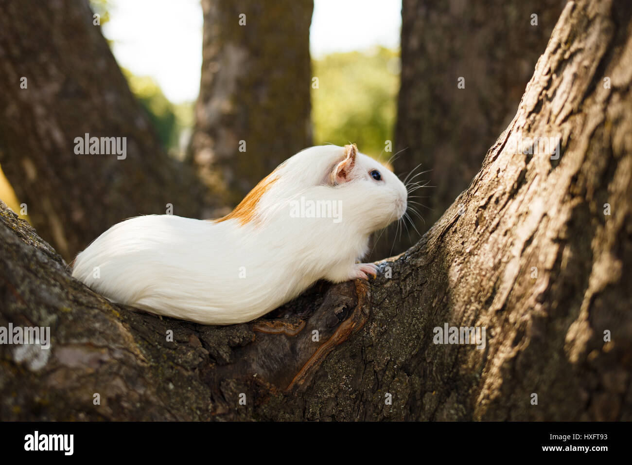 Cute white guinea pig climbing on tree Stock Photo Alamy