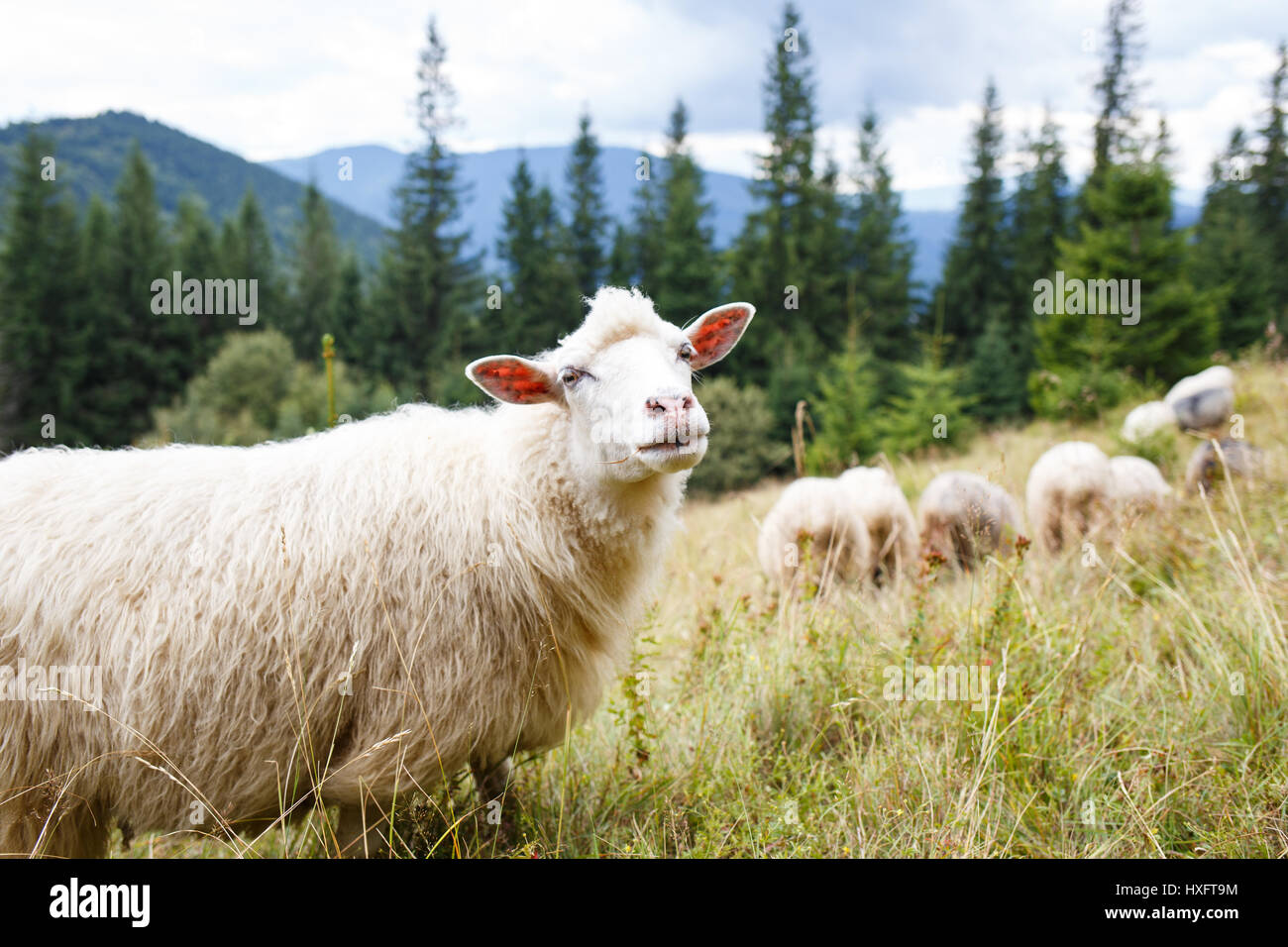 Grazing sheep flock on the pasture in mountains. Image with copy space ...