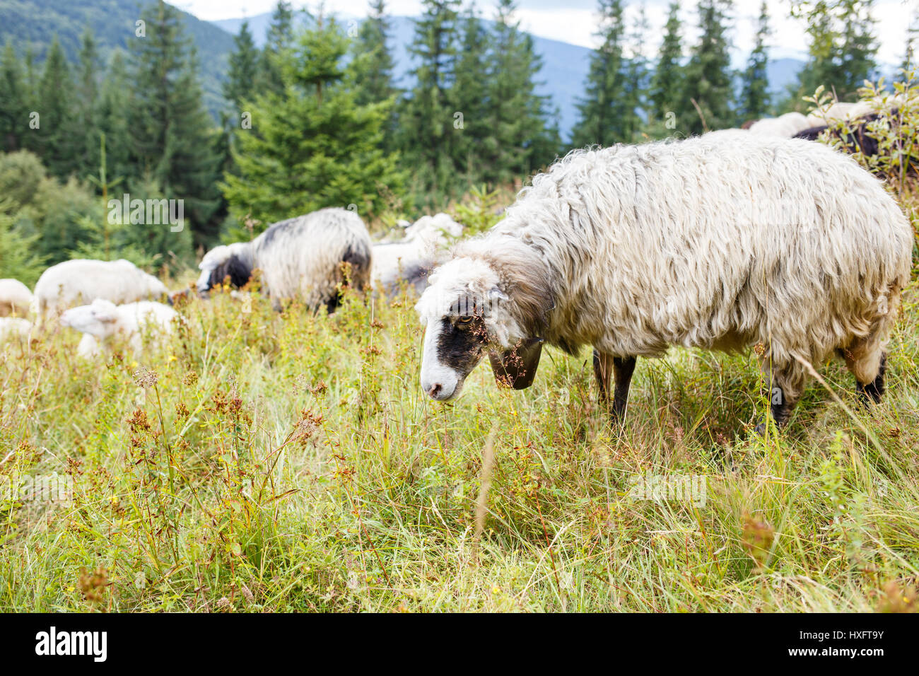 Grazing sheep flock on the pasture in mountains. Image with copy space ...
