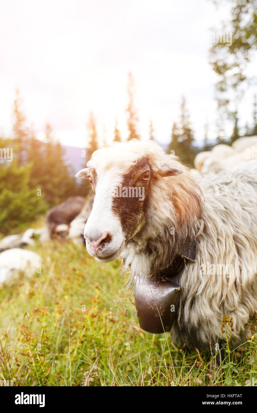 Close up portrait of a sheep on the pasture in mountains Stock Photo ...