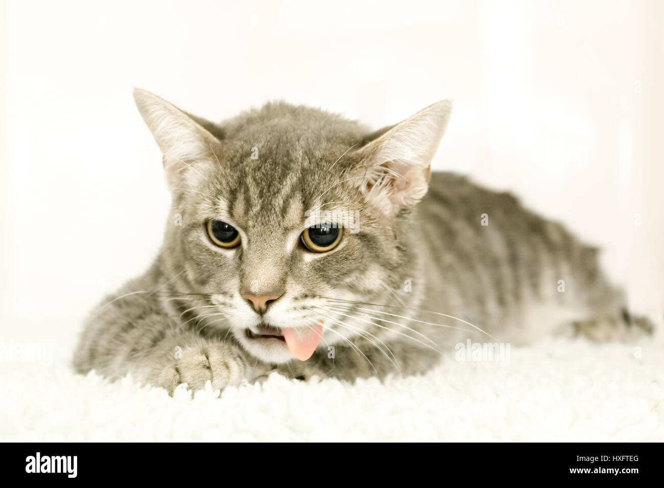 cat recovering from an anaesthetic after an operation Stock Photo Alamy