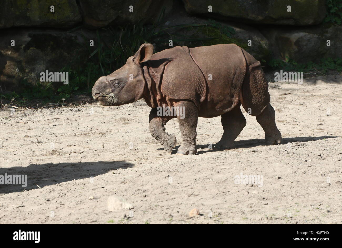 Baby Greater one-horned Indian rhinoceros (Rhinoceros unicornis) Stock Photo