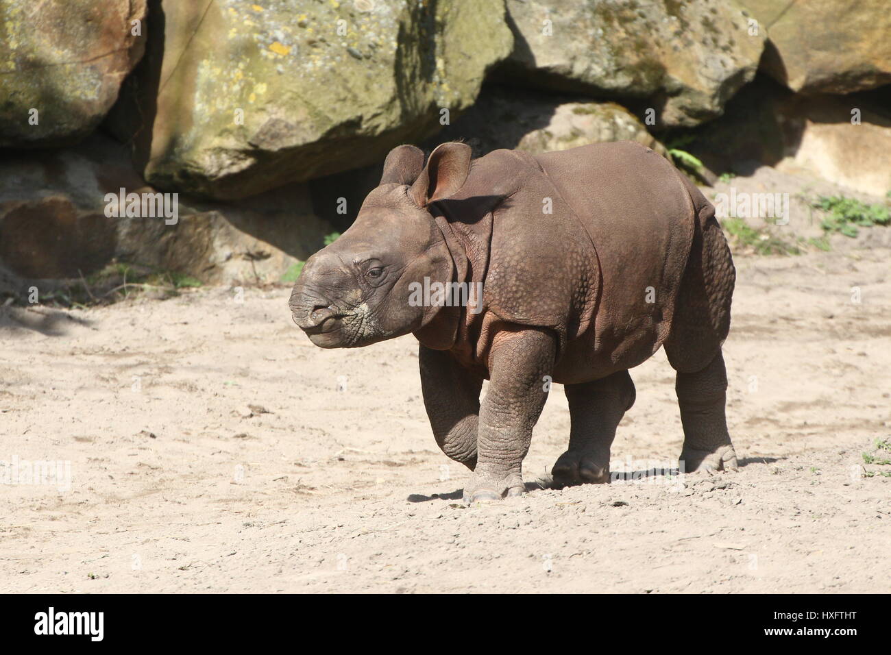 Baby Greater one-horned Indian rhinoceros (Rhinoceros unicornis) Stock Photo