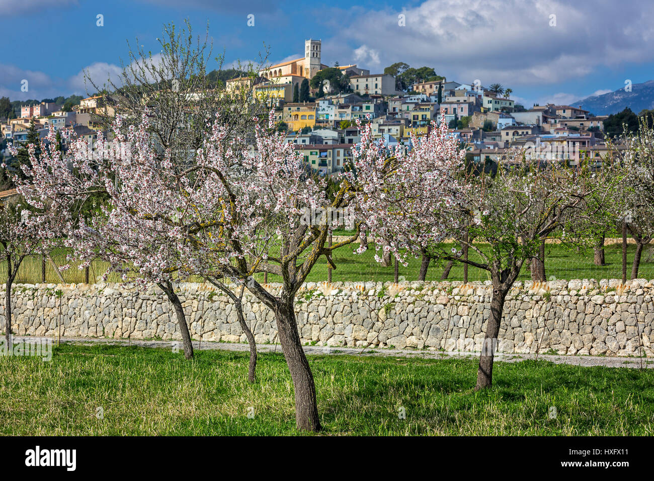almond blossom in village Selva (Es Raiguer, Mallorca, Spain) Stock Photo