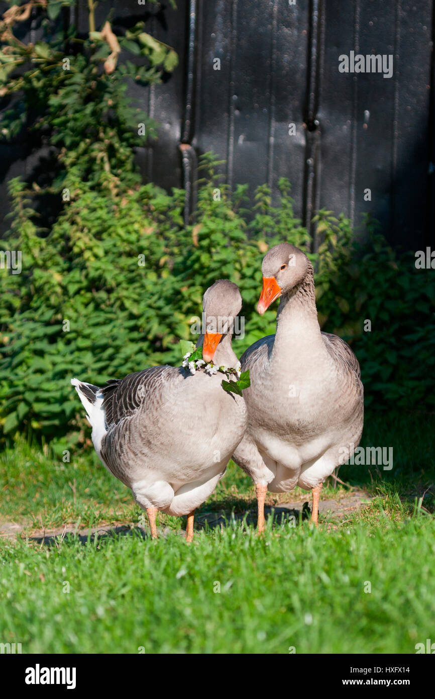Domestic goose. Couple, female wearing flower wreath, male standing next to her. Germany Stock Photo