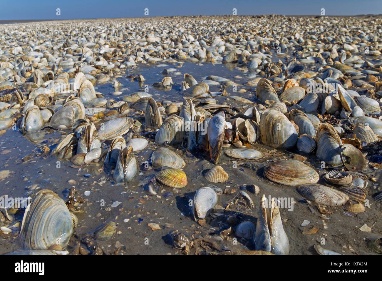 Soft shell clams hires stock photography and images Alamy