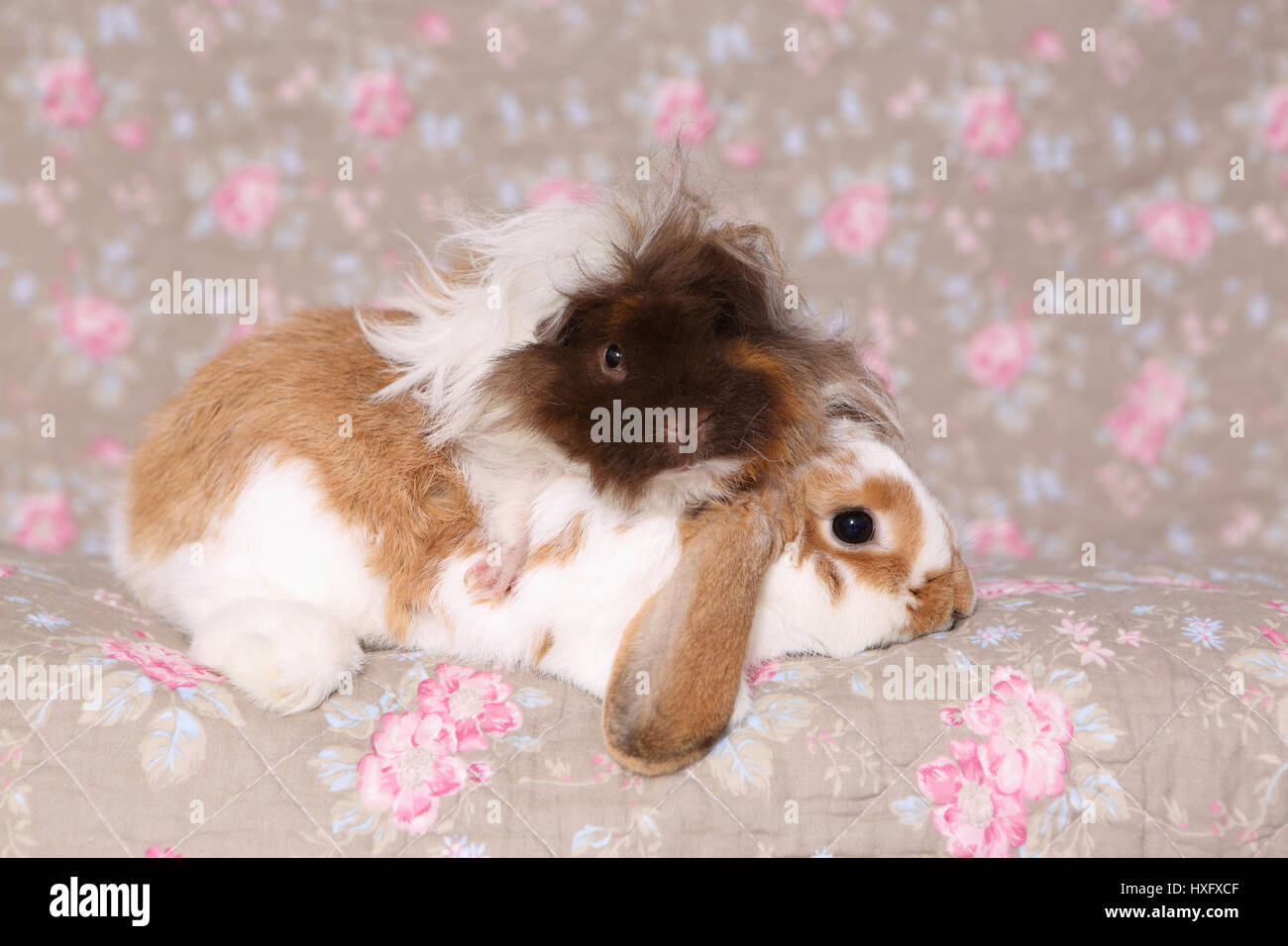 Lop Eared Dwarf Rabbit And Longhaired Guinea Pig Sitting Next To