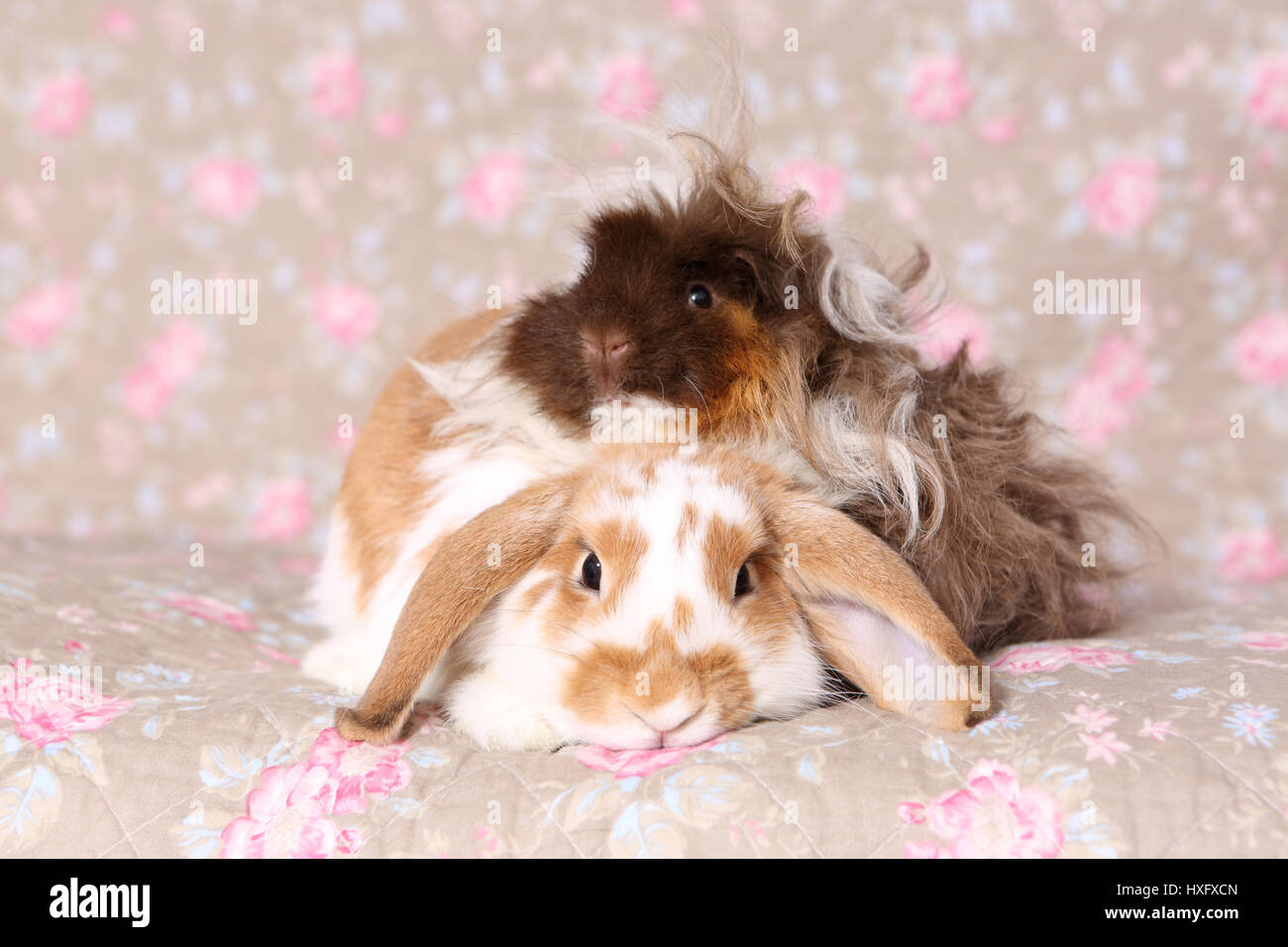 Lop Eared Dwarf Rabbit And Longhaired Guinea Pig Sitting Next To