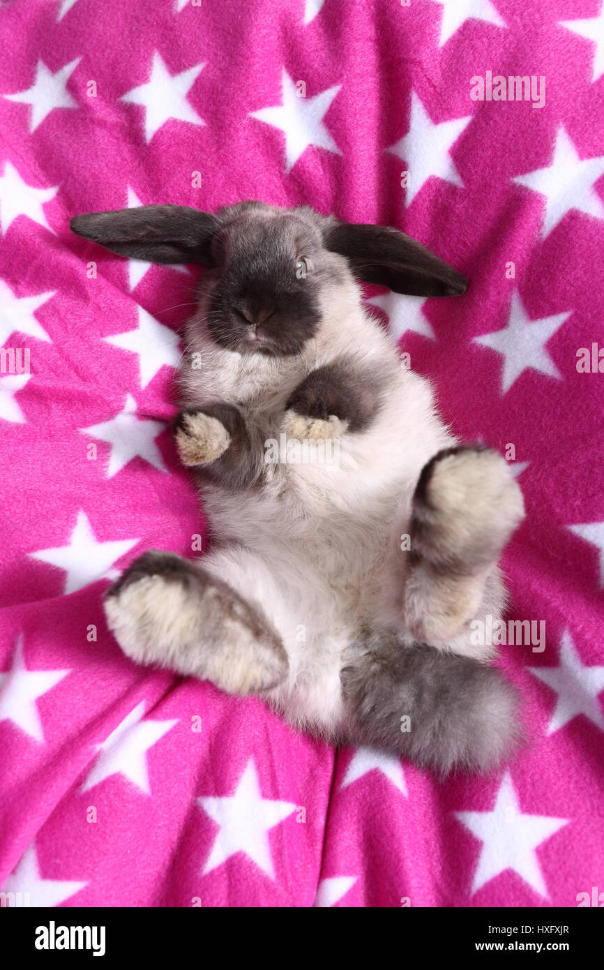 Dwarf Lopeared Rabbit lying on its back on a pink blanket with white