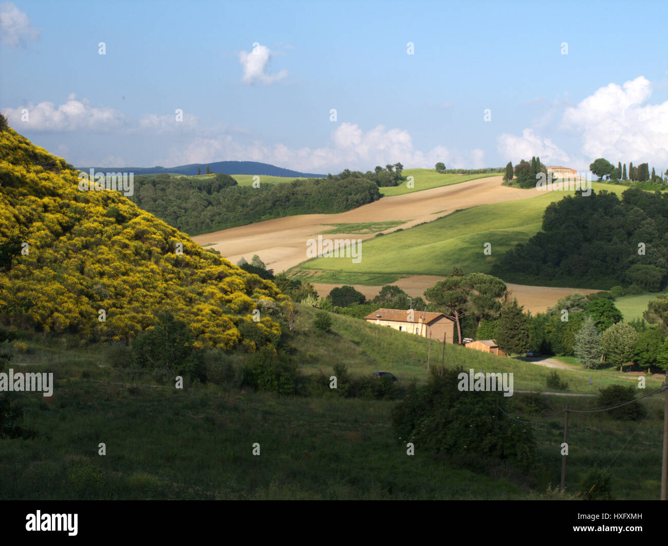 Genisteae  flowers, in province of Siena, tuscany, italy Stock Photo