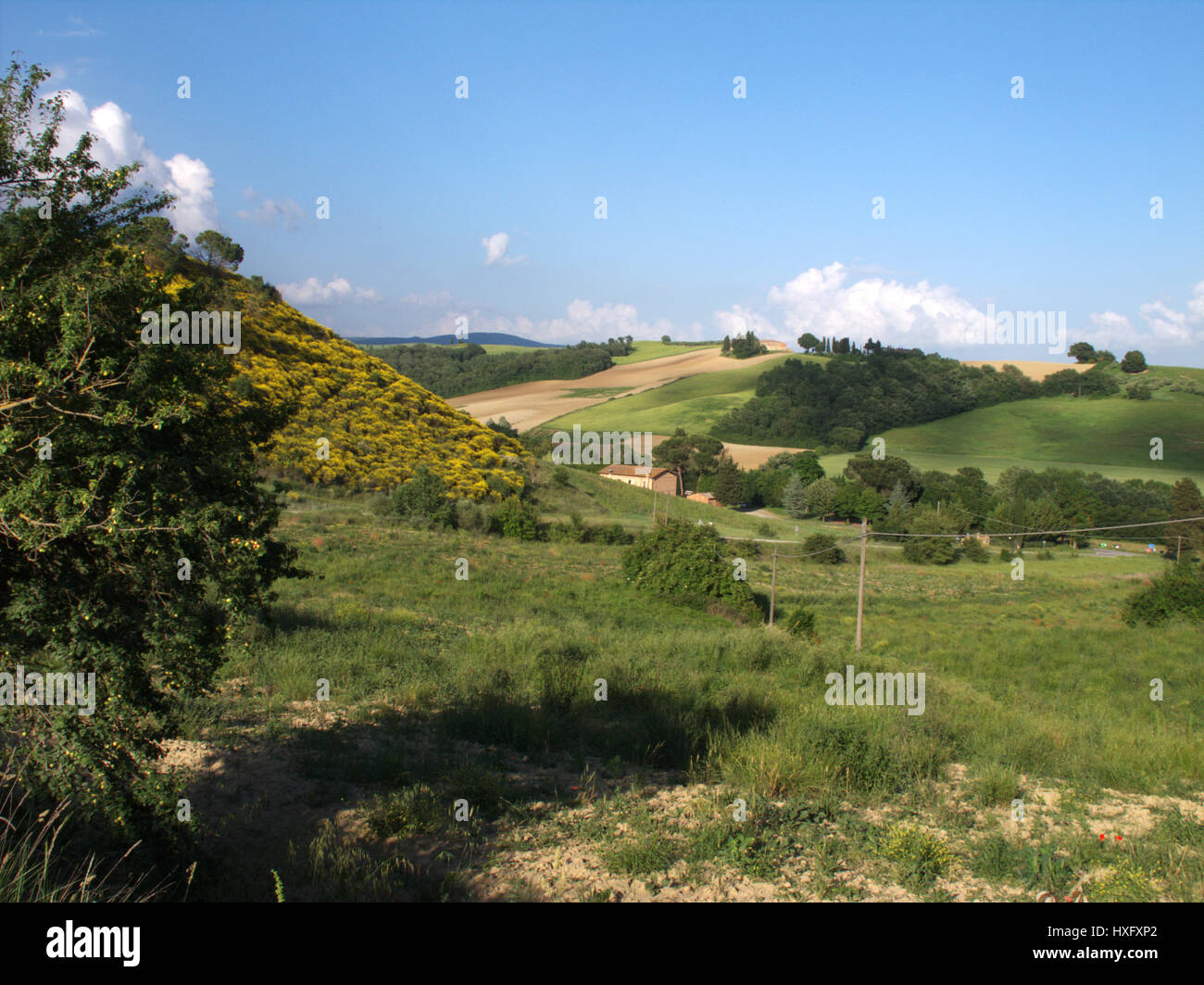 Genisteae  flowers, in province of Siena, tuscany, italy Stock Photo