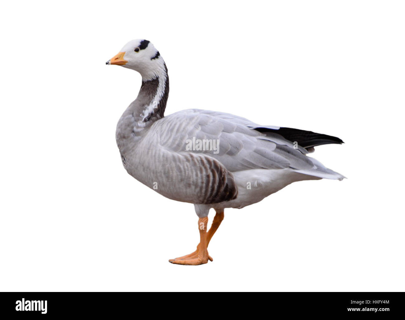 Bar-headed goose, Anser indicus, single bird isolated on white background Stock Photo