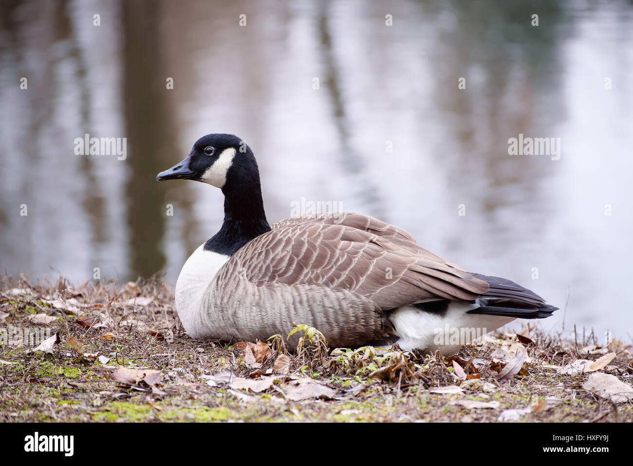 Canada goose, Branta canadensis. Wildlife animal. Single bird resting near lake in the park Stock Photo