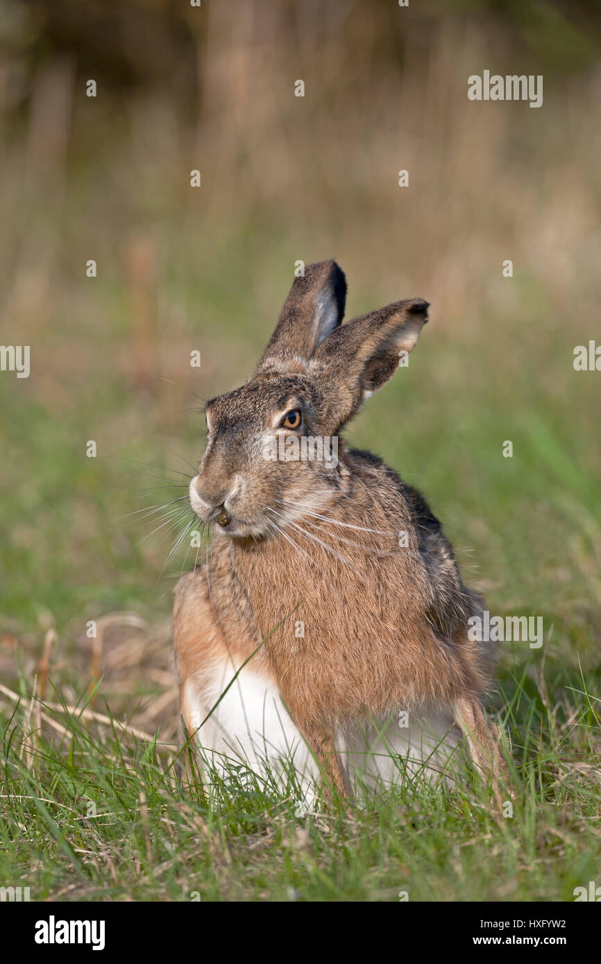 European Brown Hare (Lepus europaeus). Adult eating its own feces pellet feces to extract further nutrients, coprophagy. Germany Stock Photo