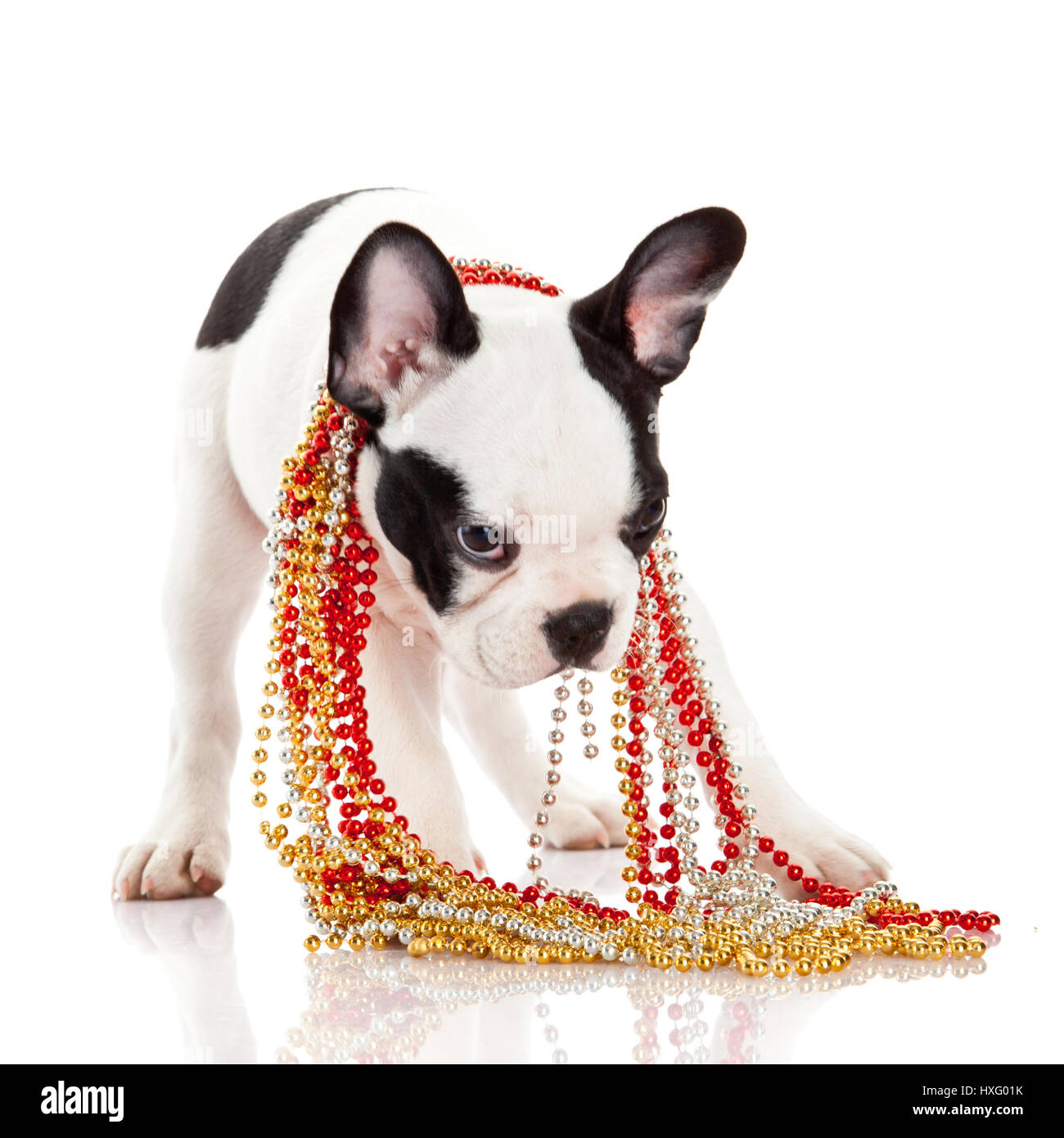 Adorable  French Bulldog  wearing  jewelery on white background. French bulldog puppy portrait over white background Stock Photo